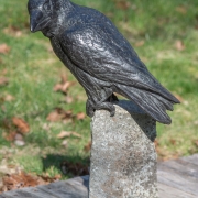 Raven-4-24_kw03555