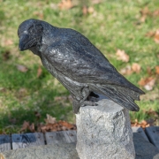 Raven-4-24_kw03559_1