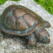 Raye-Bronze-Turtle_dsc2781