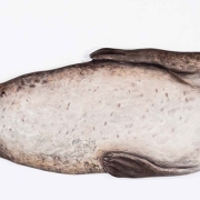 Raye-Seal-late-2016-2-17_kw02311